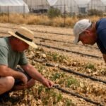 Desalination Plant Shutdowns South of Hadera Trigger Agricultural Water Cutbacks and Municipal Conservation Measures